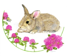 Bunny - Colored Pencil