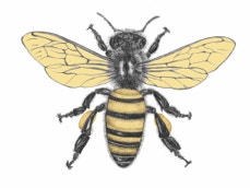 Honey Bee - Graphite Graphite Pencil with Digital Color