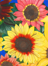 Sunflowers - Colored Pencil